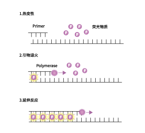 qPCR染料法