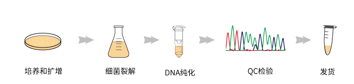 plasmid-preparation