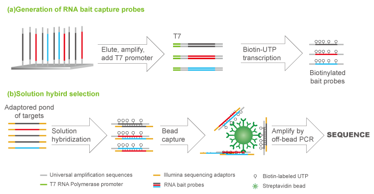 Syno- Hybrid Capture Probe