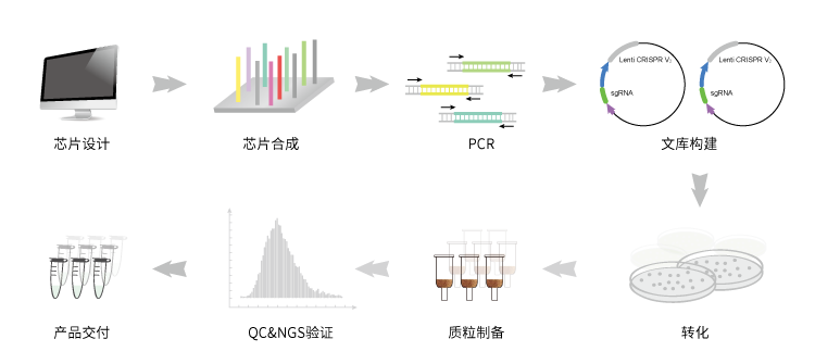 CRISPR-Cas9 sgRNA文库合成