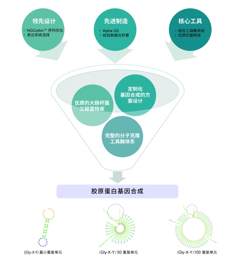 Collagen-gene-synthesis